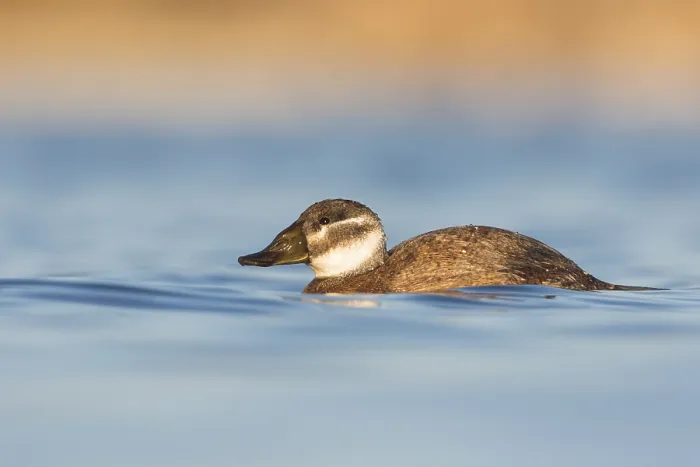 Framed Print : Witkopeend, White-headed Duck, Oxyura leucocephala