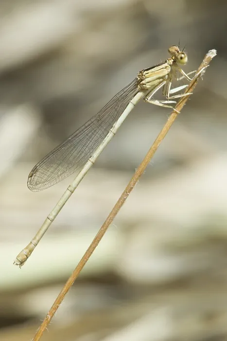 Framed Print : Witte breedscheenjuffer, White Featherleg, Platycnemis latipes
