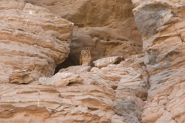 Framed Print : Woestijnoehoe, Pharao Eagle-Owl, Bubo ascalaphus