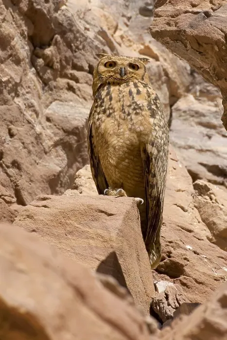 Framed Print : Woestijnoehoe, Pharao Eagle-Owl, Bubo ascalaphus