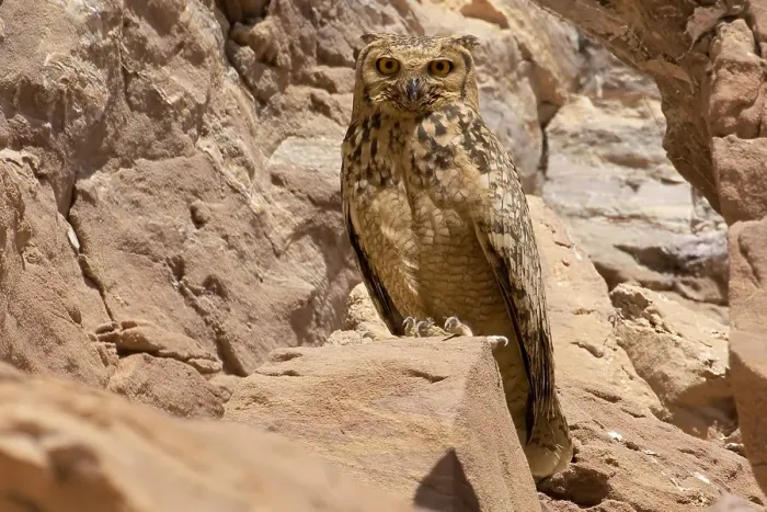 Framed Print : Woestijnoehoe, Pharao Eagle-Owl, Bubo ascalaphus