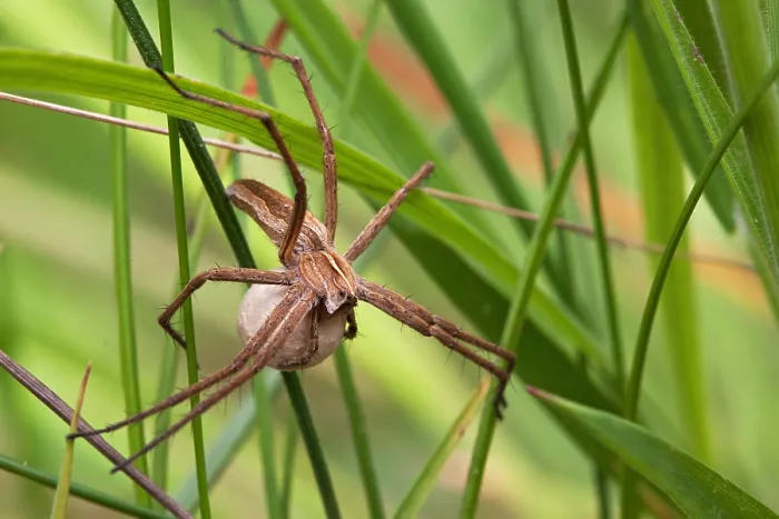 Framed Print : wolfspin, wolf spider