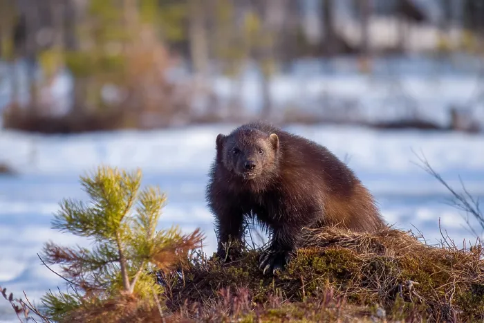 Framed Print : Wolverine, Gulo gulo