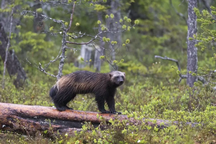 Framed Print : A wolverine, Gulo gulo, standing on a dead log