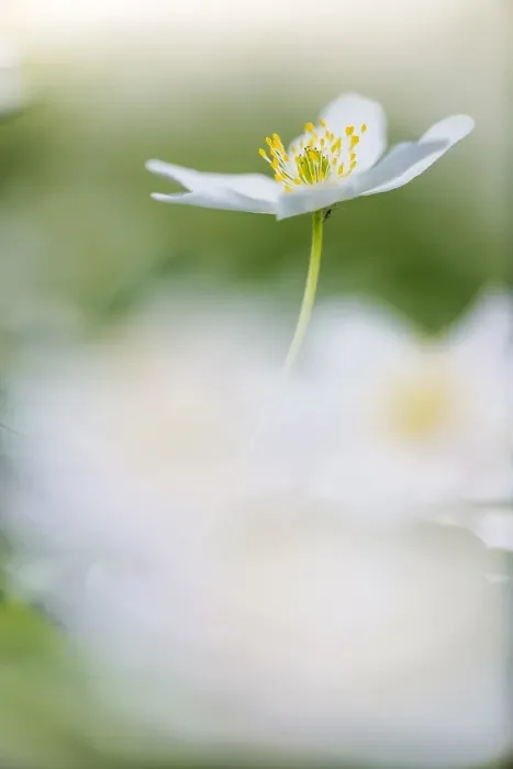 Framed Print : Wood anemone, Anemone nemorosa