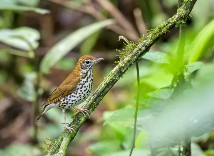 Framed Print : Wood Thrush, Hylocichla mustelina Framed Print : Wood Thrush, Hylocichla mustelina