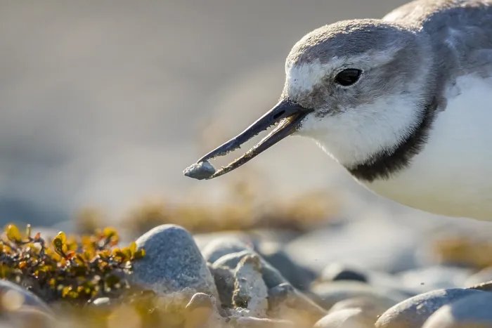 Framed Print : Wrybill, Anarhynchus frontalis