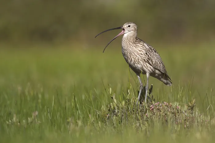 Framed Print : Wulp, Eurasian Curlew, Numenius arquata suschkini