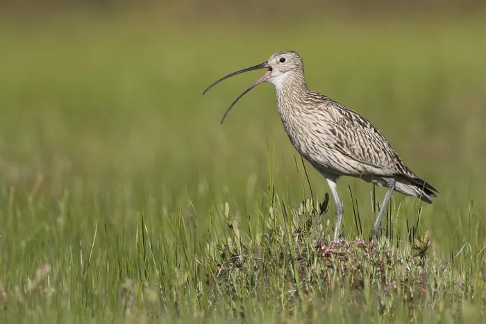 Framed Print : Wulp, Eurasian Curlew, Numenius arquata suschkini