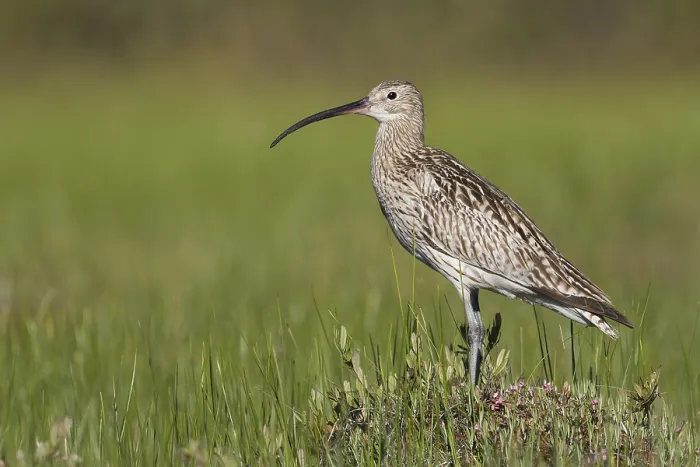 Framed Print : Wulp, Eurasian Curlew, Numenius arquata suschkini