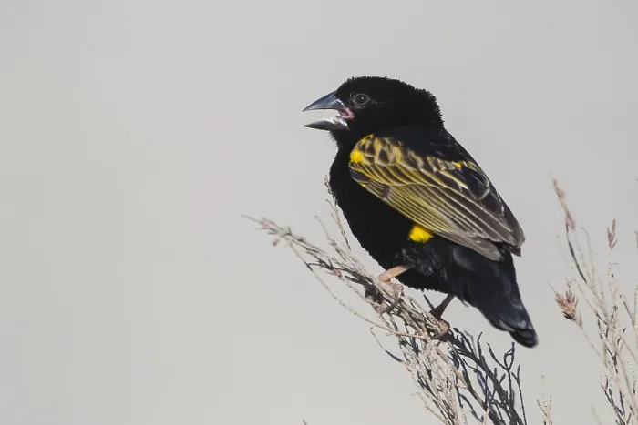 Framed Print : Yellow Bishop, Euplectes capensis Framed Print : Yellow Bishop, Euplectes capensis