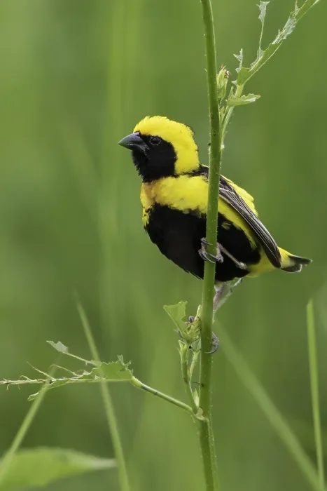 Framed Print : Yellow-crowned Bishop Framed Print : Yellow-crowned Bishop