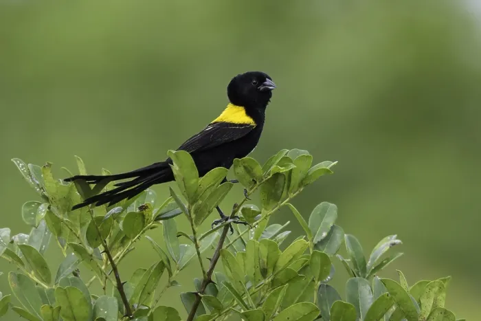 Framed Print : Yellow-mantled Widowbird, Euplectes macroura Framed Print : Yellow-mantled Widowbird, Euplectes macroura
