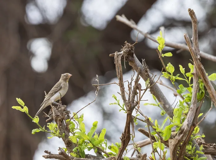 Framed Print : Yellow-spotted Bush Sparrow, Gymnoris pyrgita