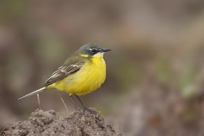 Framed Print : Yellow Wagtail (Motacilla flava ssp. unknown) Framed Print : Yellow Wagtail (Motacilla flava ssp. unknown)