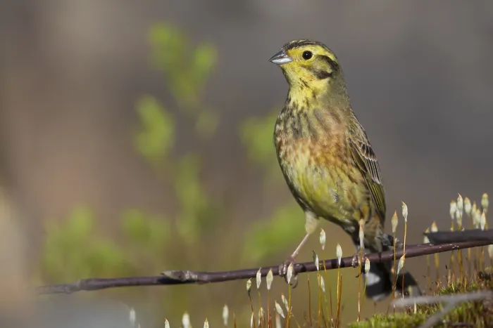 Framed Print : Yellowhammer