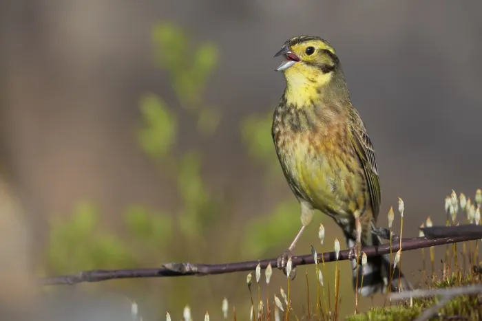 Framed Print : Yellowhammer