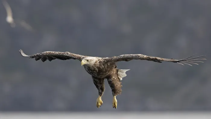 Framed Print : Zeearend, White-tailed Eagle, Haliaeetus albicilla