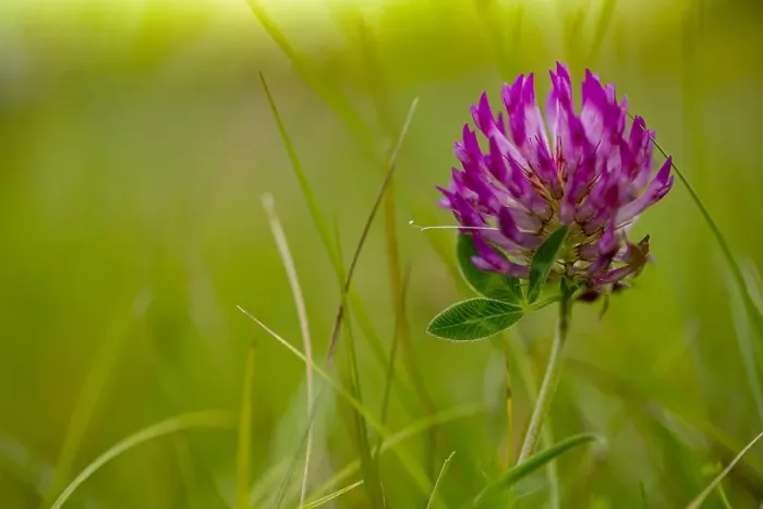 Framed Print : Zigzag Clover, Trifolium medium