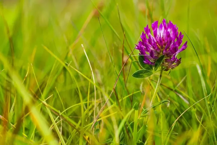Framed Print : Zigzag Clover, Trifolium medium
