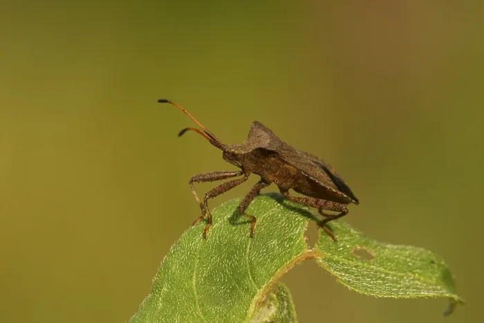 Framed Print : Zuringrandwants, dock bug, Coreus marginatus