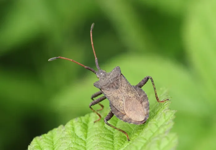 Framed Print : Zuringwants, Dock Bug, Coreus marginatus Framed Print : Zuringwants, Dock Bug, Coreus marginatus