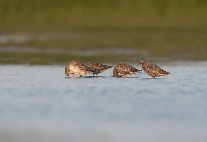 Framed Print : Zwarte Ruiter, Spotted Redshank, Tringa erythropus Framed Print : Zwarte Ruiter, Spotted Redshank, Tringa erythropus