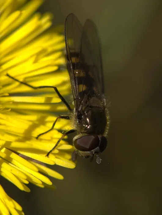 Framed Print : Zweefvlieg, Hoverfly