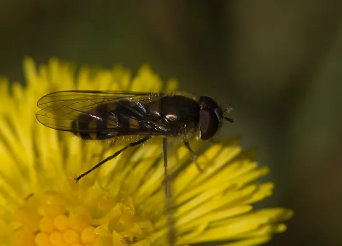 Framed Print : Zweefvlieg, Hoverfly