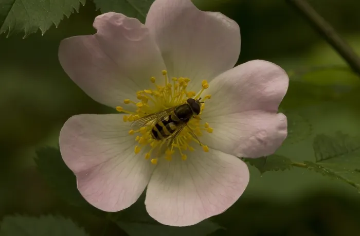 Framed Print : Zweefvlieg, Hoverfly