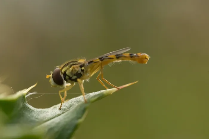 Framed Print : Zweefvlieg, Hoverfly