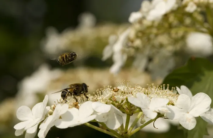 Framed Print : Zweefvlieg, Hoverfly