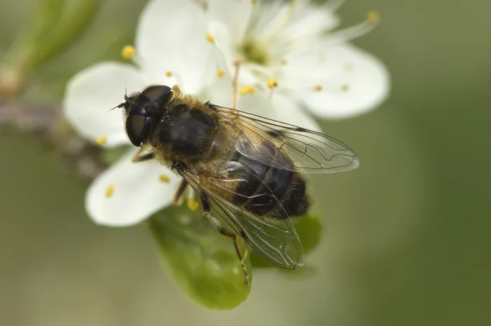 Framed Print : Zweefvlieg, Hoverfly