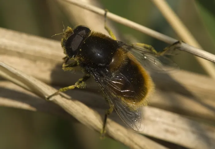 Framed Print : Zweefvlieg, Hoverfly