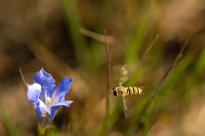 Framed Print : Zweefvlieg, Hoverfly Framed Print : Zweefvlieg, Hoverfly