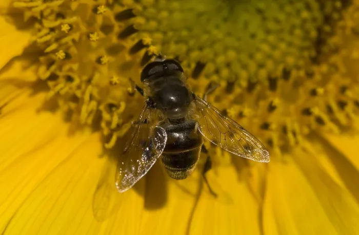 Framed Print : Zweefvlieg, Hoverfly