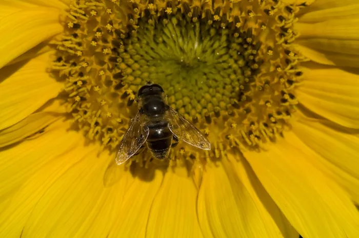 Framed Print : Zweefvlieg, Hoverfly