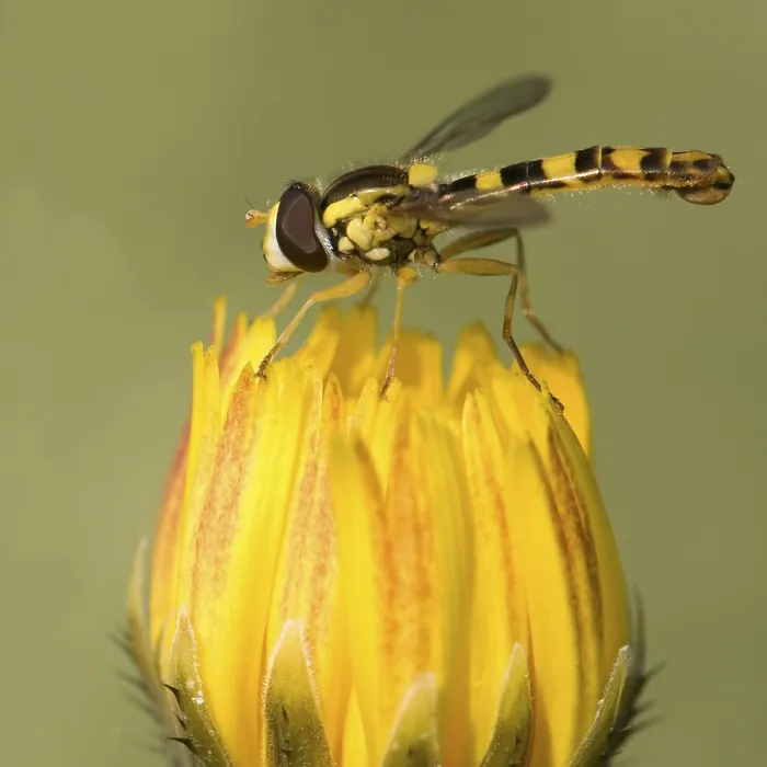 Framed Print : Zweefvlieg, Hoverfly