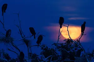 Kolonie Prints: Aalscholver, Great Cormorant, Phalacrocorax carbo
