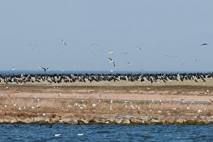Broedende Prints: Aalscholver, Greater Cormorant, Phalacrocorax carbo