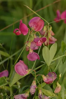 Zuijderduijn Prints: Aardaker, Earthnut Pea, Lathyrus tuberosus