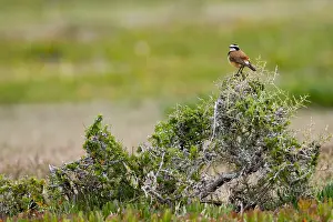 Images Dated 3rd December 2007: Aardtapuit, Capped Wheatear, Oenanthe pileata