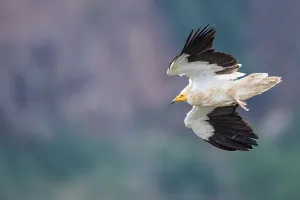 Images Dated 10th April 2018: Aasgier, Egyptian Vulture, Neophron percnopterus