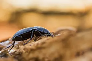 Images Dated 23rd March 2020: Abax parallelepipedus
