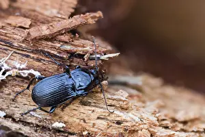Images Dated 23rd March 2020: Abax parallelepipedus