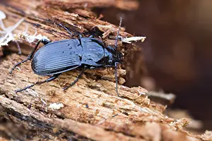 Images Dated 23rd March 2020: Abax parallelepipedus