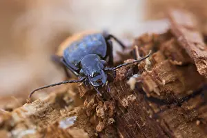 Images Dated 23rd March 2020: Abax parallelepipedus