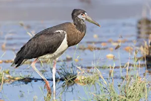 Ciconiidae Prints: Abdim's Stork