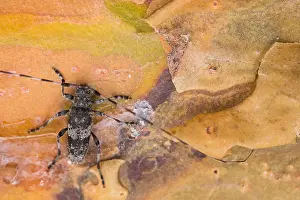 Acanthocinus Prints: Acanthocinus griseus