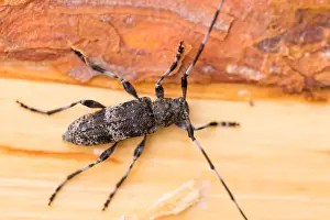 Acanthocinus Prints: Acanthocinus griseus